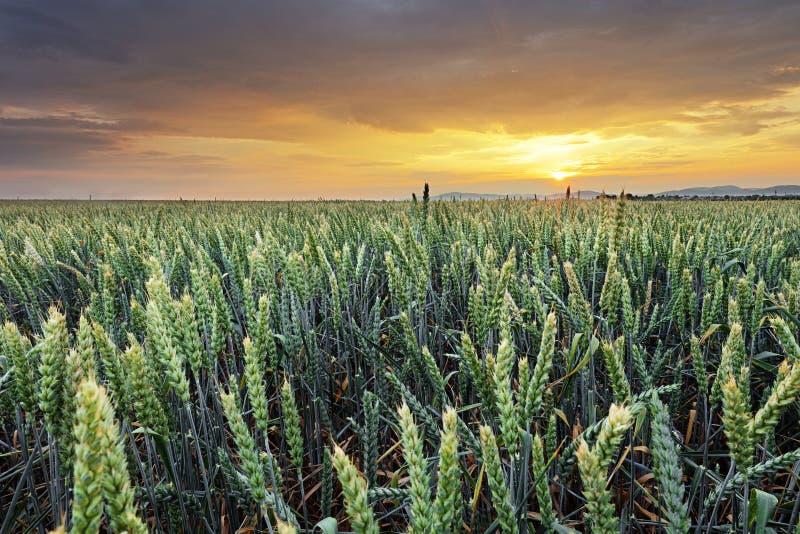 Heritage wheat growing in golden fields